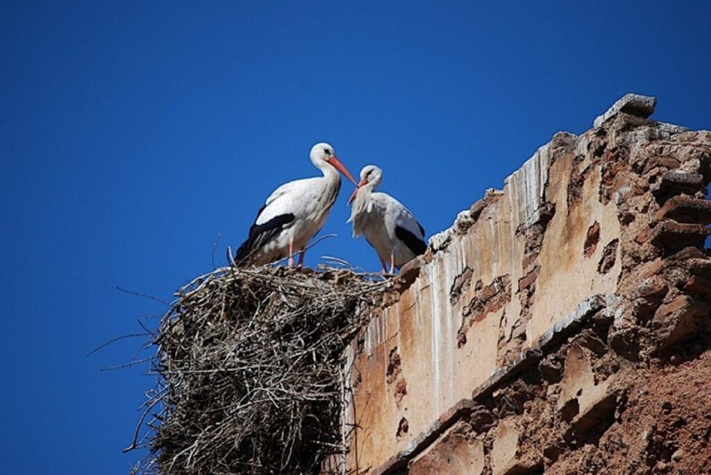 Riad Bjoujna Marakeş Dış mekan fotoğraf